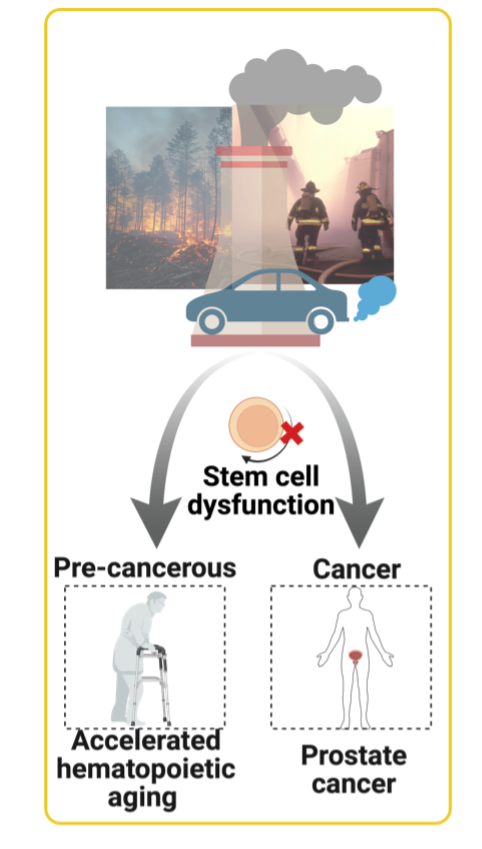 Environmental Stress and HSCs