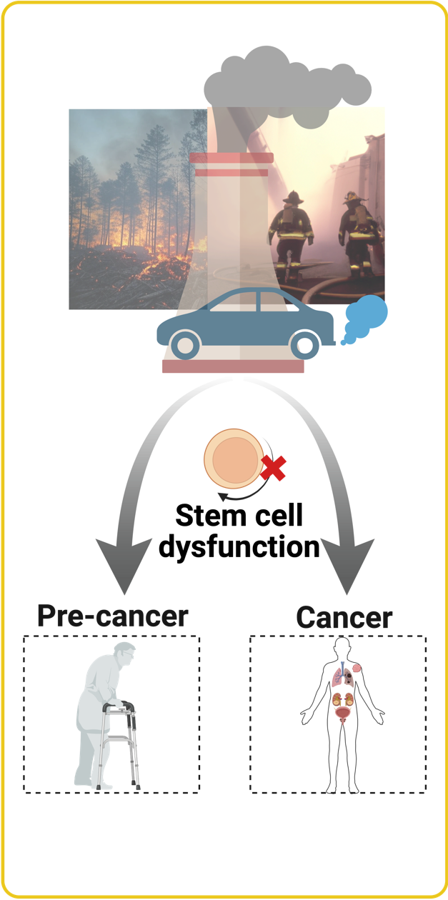 Environmental Stress and HSCs
